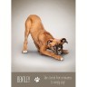 Карты Таро "Yoga Dogs Deck  Book Set" US Games / Таро Йоги Собак (30825)