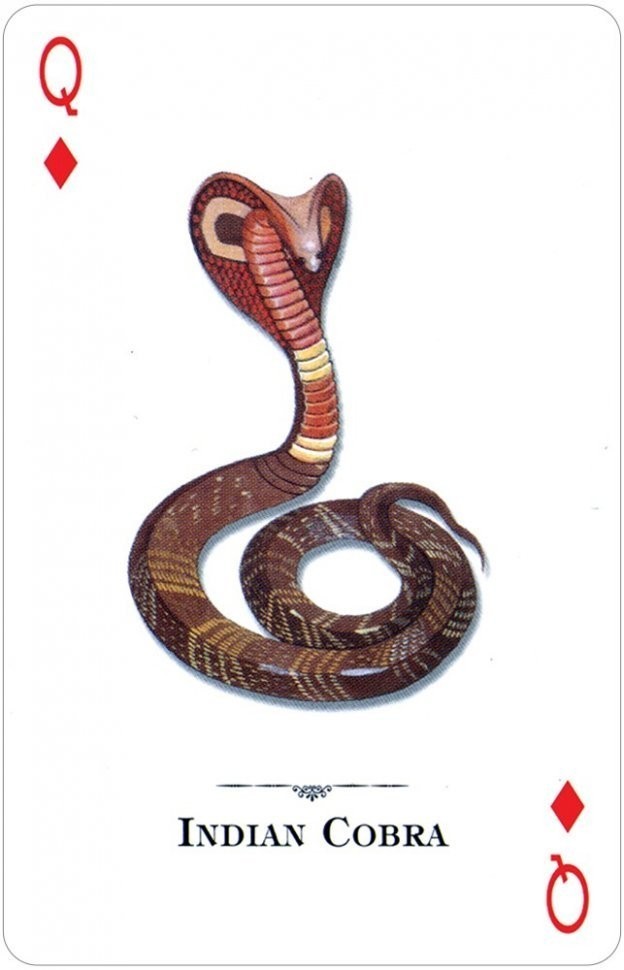 Карты "Reptiles  Amphibians of the Natural World Playing Cards" (47058)