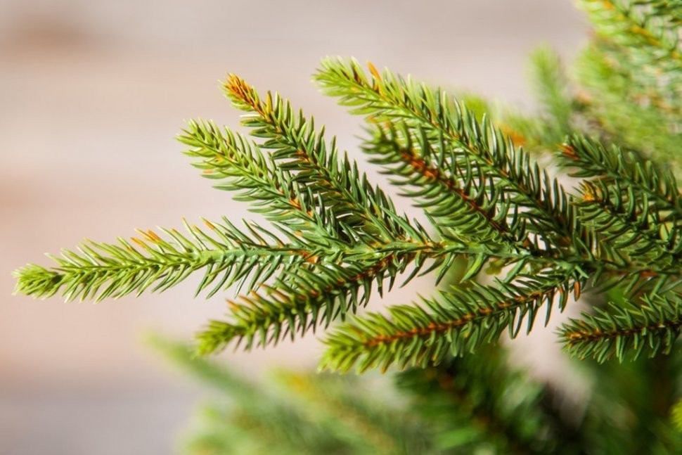 Триумф ель королевская премиум 155 см зеленая (73166)