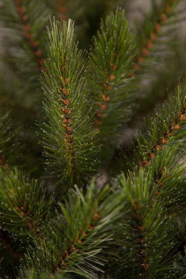 Triumph Tree искусственная ель лесная красавица  90 см в мешочке зеленая