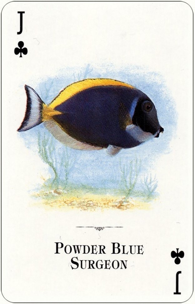 Карты "Aquarium of the Natural World Playing Cards" (47060)