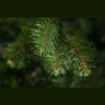 Триумф сосна рождественская 230 см зеленая (73099)
