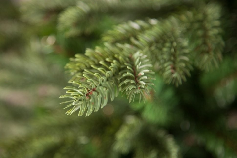 Триумф ель шервуд премиум 230 см зеленая 100% литая (73196)