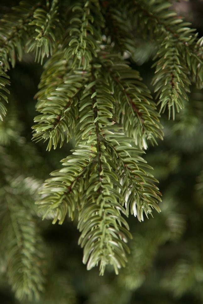 Триумф ель шервуд премиум 230 см зеленая 100% литая (73196)