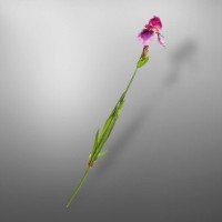 Ирис 104716, Обработанная ткань, пластик, mixed, SILK-KA