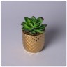 Суккулент искусственный в горшке 9*13см мал.уп.=12шт Lefard (535-438)