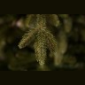 Ель ирландская 120 см зеленая (74394)