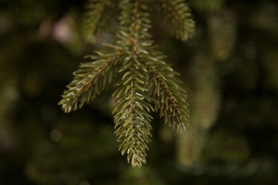 Ель ирландская 120 см зеленая (74394)