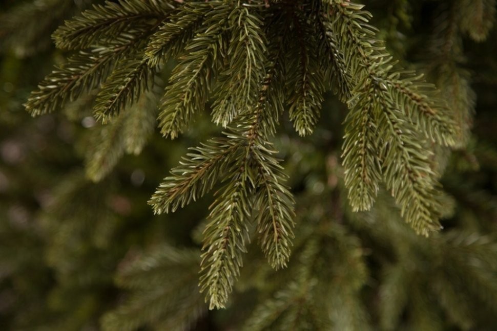 Ель ирландская 120 см зеленая (74394)