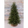 Ель ирландская 120 см зеленая (74394)