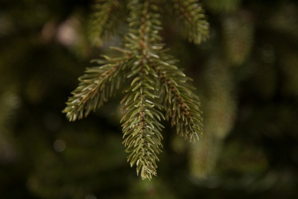 Ель ирландская 120 см зеленая (74394)