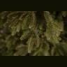 Ель ирландская 120 см зеленая (74394)