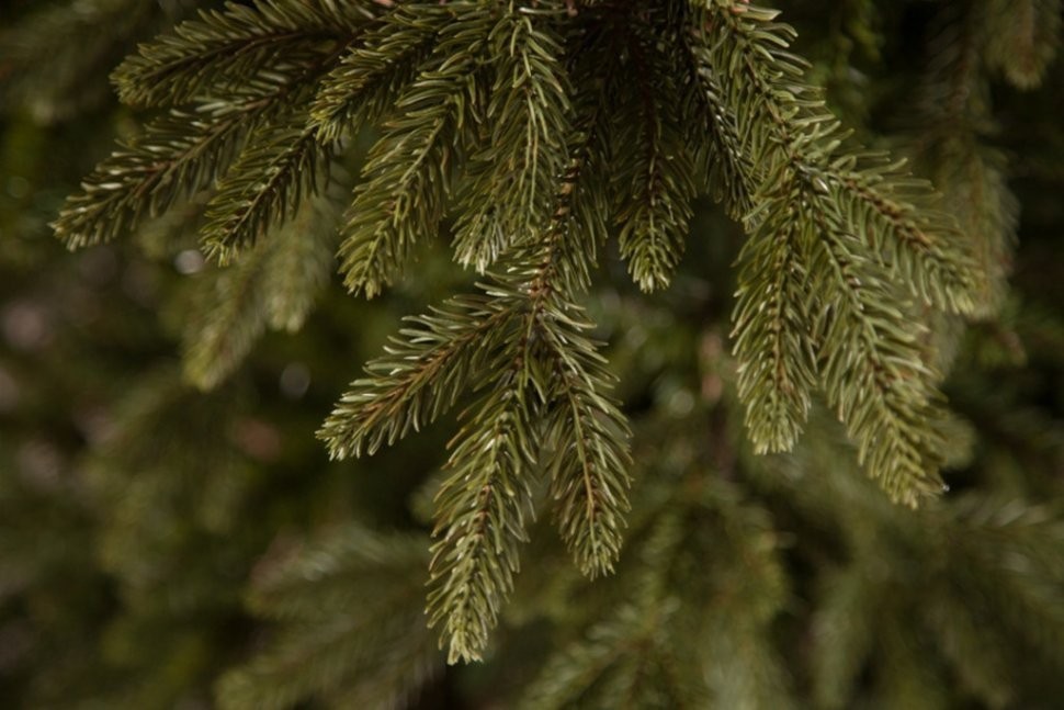 Ель ирландская 120 см зеленая (74394)