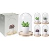 Суккулент в горшке в стекл. куполе H20см в асс.(4) (TT-00004640)