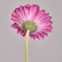 Цветок искусственный &quot;гербера&quot; высота=61см. Lefard (287-563)