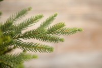 Триумф ель  королевская стройная 100% литая 185 см зеленая (72120)