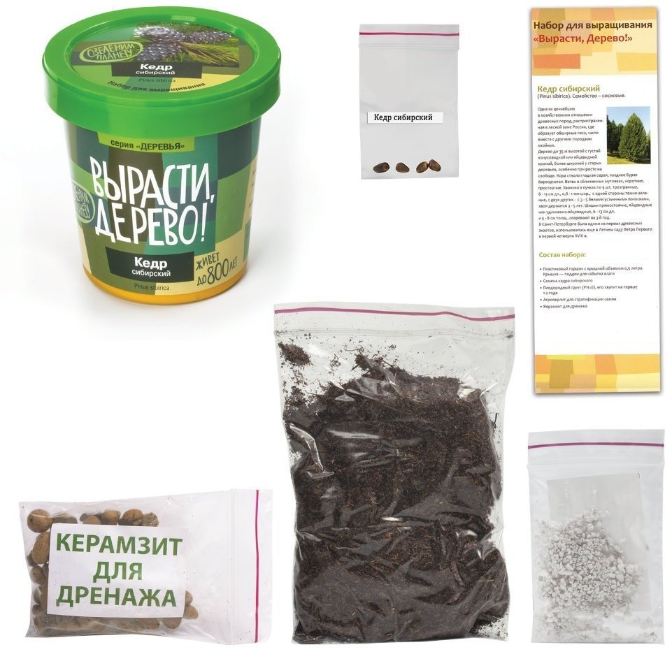 Набор для выращивания растений Вырасти Дерево! Кедр Сибирский zk-001 (3) (66731)