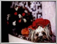 Картина Символ года Йорк 1 с кристаллами Swarovski (2034)