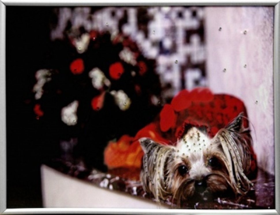 Картина Символ года Йорк 1 с кристаллами Swarovski (2034)