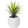 Суккулент в  белом горшочке 17 см(12) (TT-00002057)