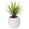 Суккулент в  белом горшочке 17 см(12) (TT-00002057)