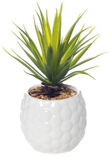 Суккулент в  белом горшочке 17 см(12) (TT-00002057)