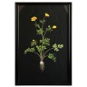 Постер Жёлтый цветок TO-AIBTC381PFFRFTZ, дерево, стекло, mixed, ROOMERS FURNITURE