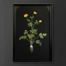 Постер Жёлтый цветок TO-AIBTC381PFFRFTZ, дерево, стекло, mixed, ROOMERS FURNITURE