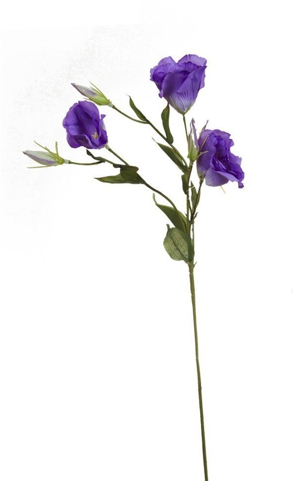 Лизиантус фиолетовый, 78см (36) (00002216)