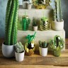 Kitchen Craft Кружка с соломинкой Cactus BCCACTUS