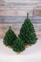 Триумф ель альпийская 45 см в мешочке зеленая (73560)