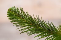 Триумф ель альпийская 45 см в мешочке зеленая (73560)