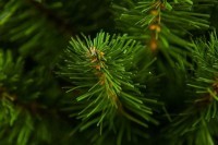 Триумф ель альпийская 45 см в мешочке зеленая (73560)