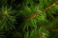 Триумф ель альпийская 45 см в мешочке зеленая (73560)