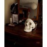 Органайзер для мелочей skull, белый (41505)